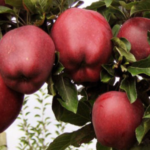 Vocne sadnice jabuka Crveni delises
