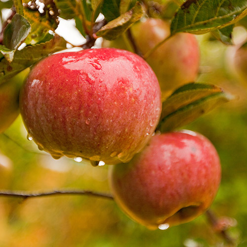 Vocne sadnice jabuka Prima
