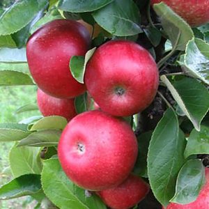 Voćne sadnice stubasta jabuka Kraljica Čardaša