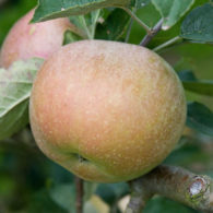 Sadnice jabuka Budimka