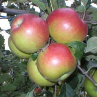 Sadnica jabuka Šumatovka