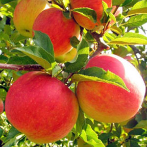 Sadnice jabuke Čadel
