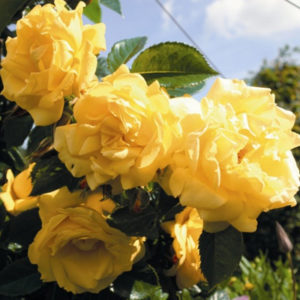 Sadnice ruža Puzavice - Dukat