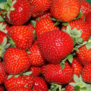 Stalnorađajuća jagoda